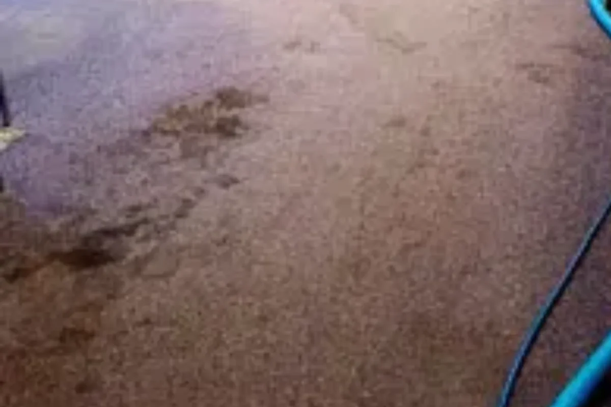 Dark maroon commercial carpet with multiple large liquid stains and cleaning hose visible at the edge before treatment