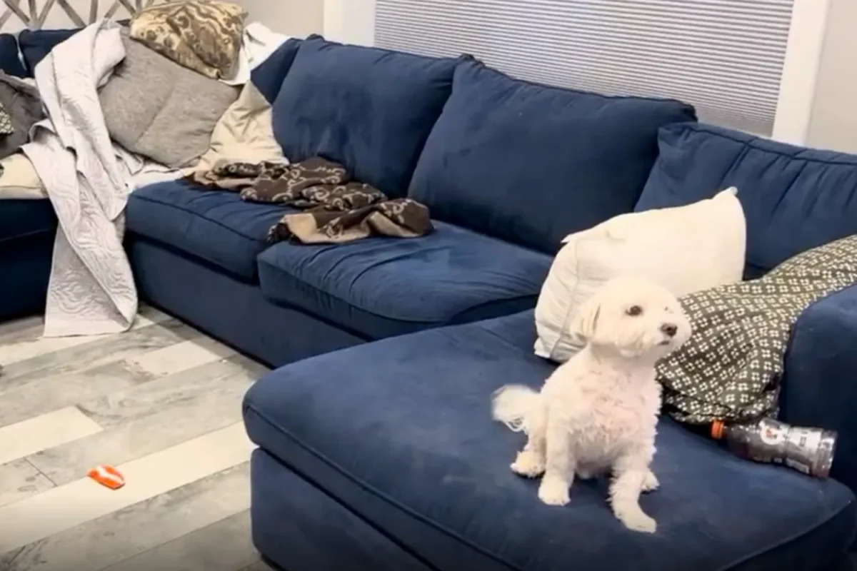 Blue sectional sofa covered in pet hair and blankets with a small dog sitting on it before upholstery cleaning