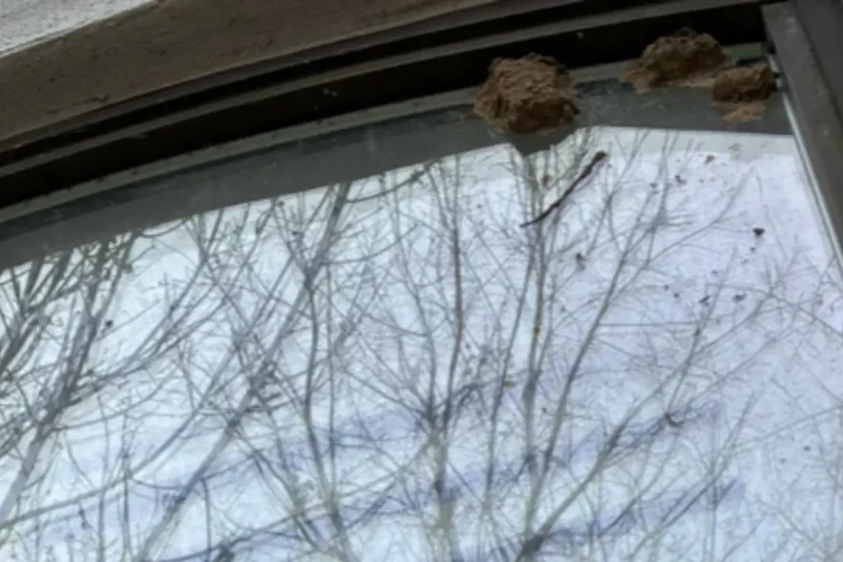 Window frame with visible dirt clumps and debris buildup packed into the sill and along the frame edge before cleaning