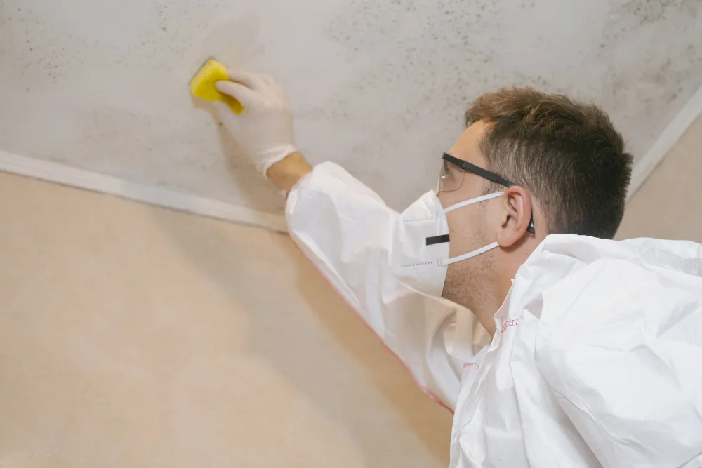 Cleaning Chief professional performing mold and mildew removal in NYC