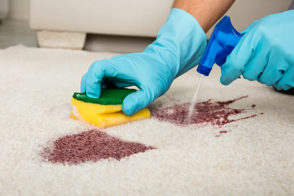 Cleaning Chief professional performing stain and spot removal in NYC