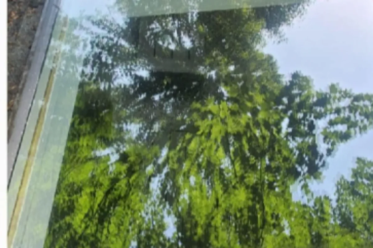 Pristine streak-free window glass with trees clearly reflected after Cleaning Chief window cleaning in NYC